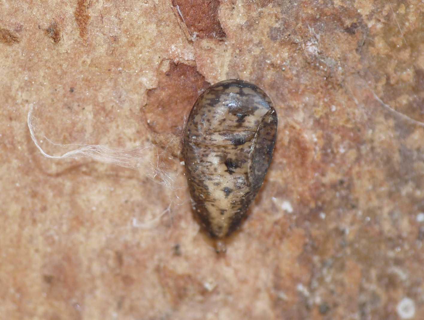 larva di dittero Syrphidae